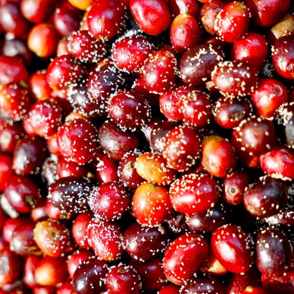 Cà phê hạt rang Arabica Cầu Đất Natural - Hình ảnh 2