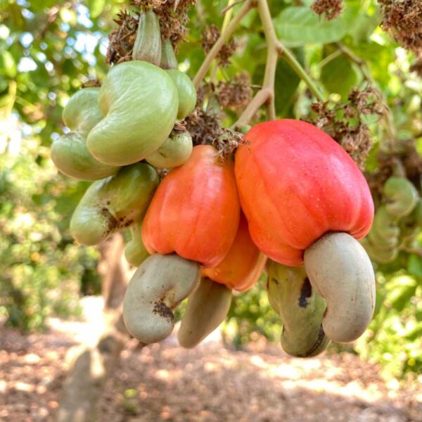 Roasted Salted Cashew Nuts With Silk Skin A180 10kg/case - Image 4